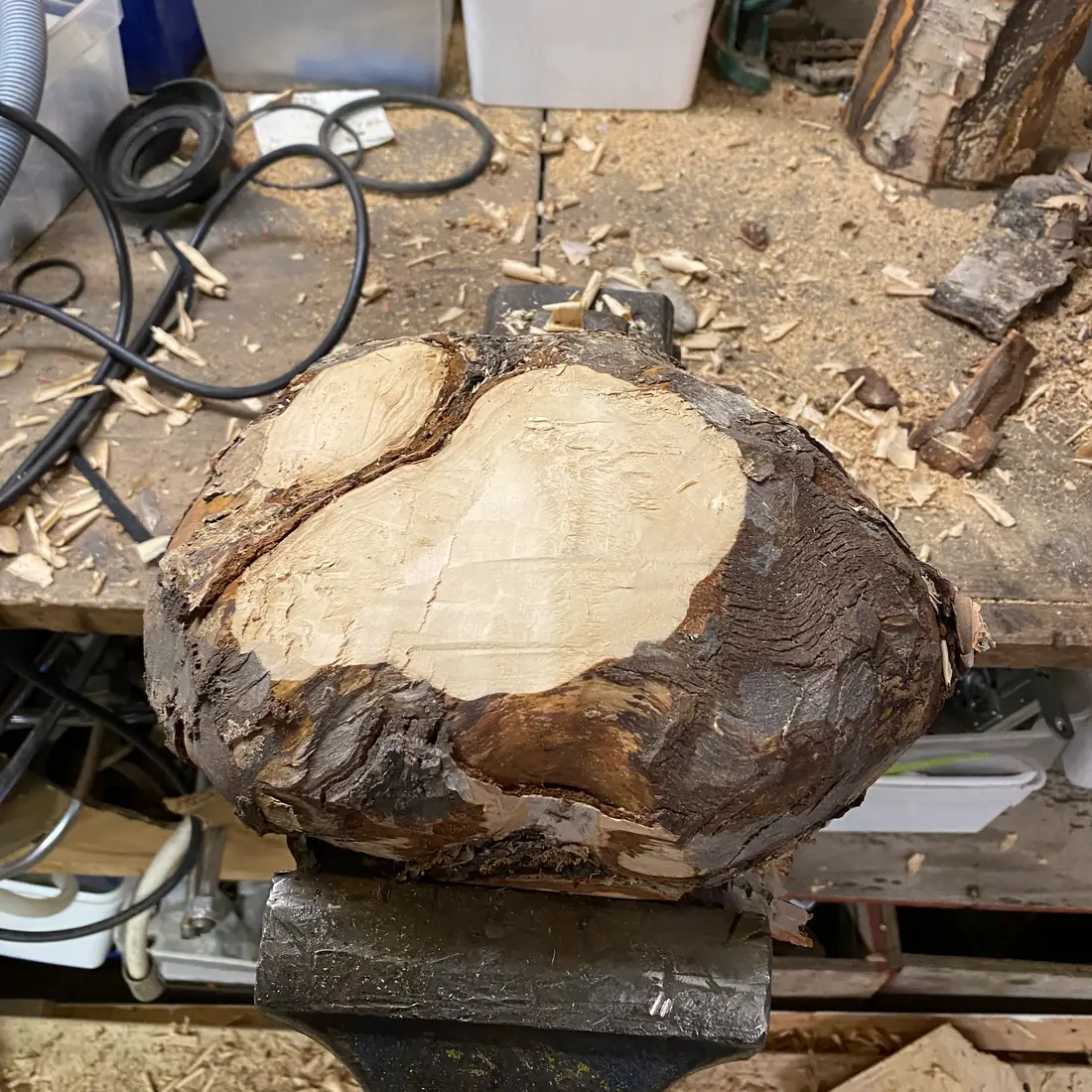 Raw birch burl before carving